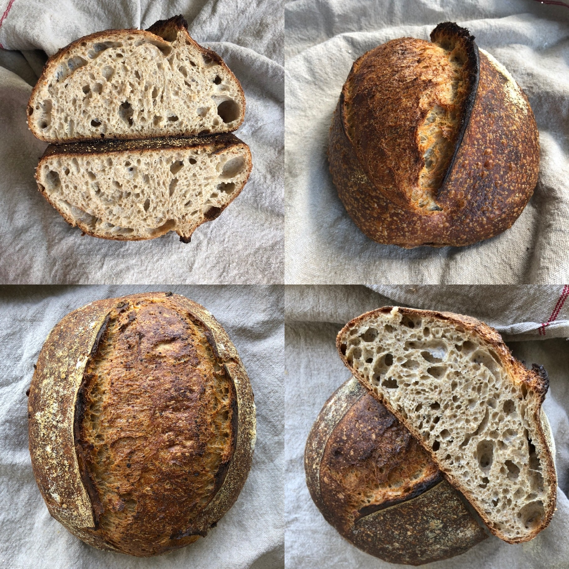 Loaves of bread baked by Ben Sobel